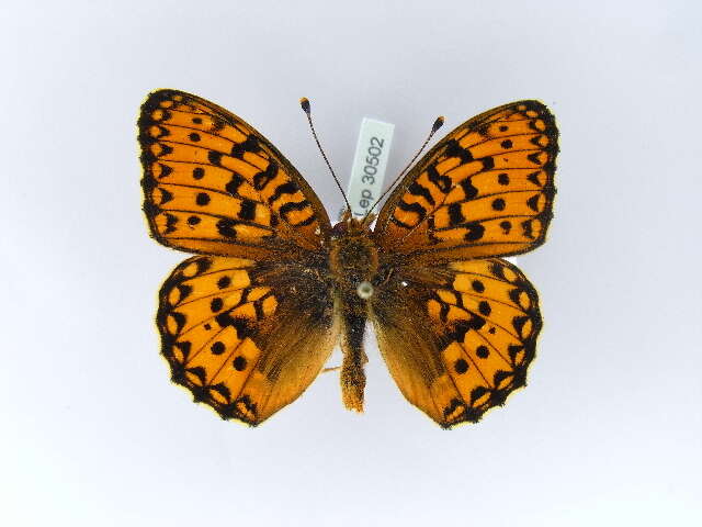 Image of Argynnis aglaja