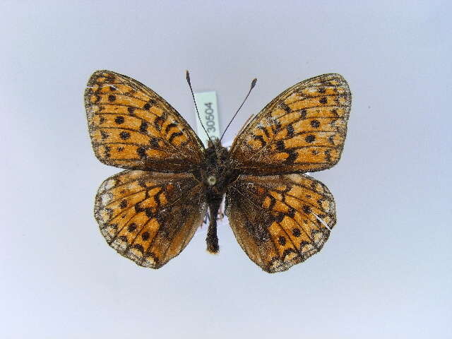 Sivun <i>Argynnis niobe</i> kuva