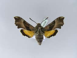 Image of Willowherb Hawkmoth