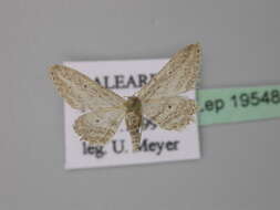 صورة Idaea calunetaria Staudinger 1859