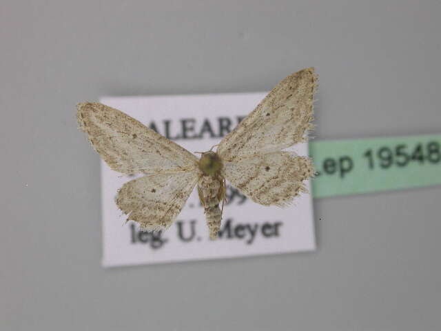 Imagem de Idaea calunetaria Staudinger 1859