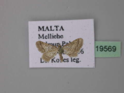 صورة Idaea fractilineata Zeller 1847