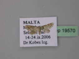 صورة Idaea fractilineata Zeller 1847