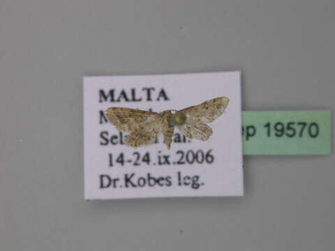 صورة Idaea fractilineata Zeller 1847