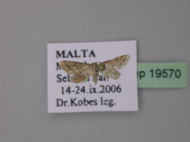 صورة Idaea fractilineata Zeller 1847