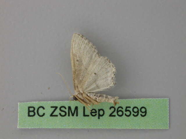 Imagem de Idaea calunetaria Staudinger 1859