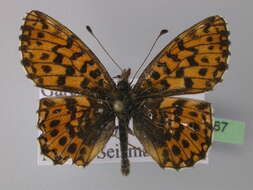 Image of Boloria dia