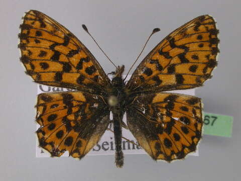 Image of Boloria dia