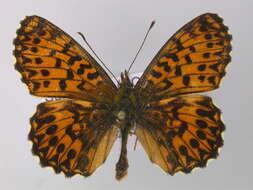 Image of <i>Boloria titania</i>