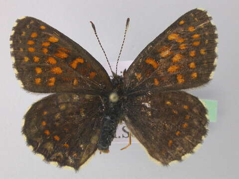 Imagem de Melitaea diamina