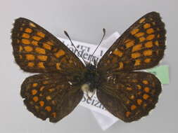 Image de <i>Melitaea athalia</i>