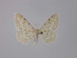 Image of Idaea ibizaria von Mentzer 1980