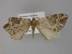 Image of Xanthorhoe transcissa Warren 1902