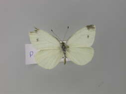 صورة Pieris ergane (Geyer 1828)