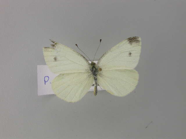 صورة Pieris ergane (Geyer 1828)