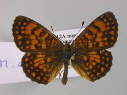 Image of <i>Melitaea athalia</i>