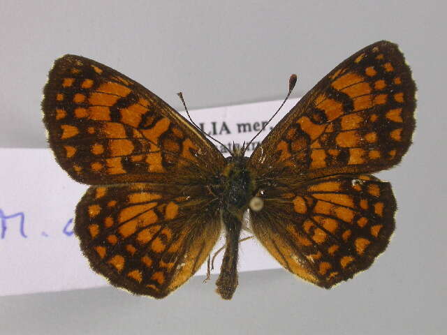 Image de <i>Melitaea athalia</i>