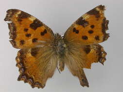 Nymphalis polychloros Linnaeus 1758 resmi