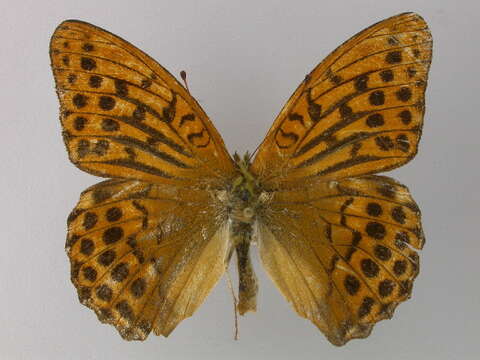 Image of silver-washed fritillary