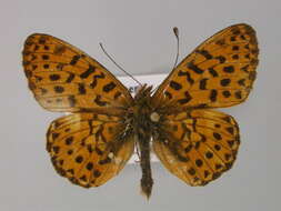 Image of <i>Boloria euphrosyne</i>