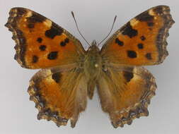 Nymphalis polychloros Linnaeus 1758 resmi