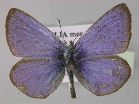 Image of Green-underside Blue