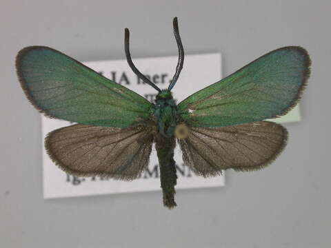 Image of <i>Adscita mannii</i>