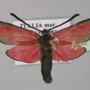 Image of <i>Zygaena rubicunda</i>