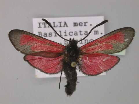 Image of Zygaena purpuralis Brünnich 1763