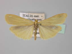 Image of Eilema pygmaeola Doubleday 1847