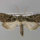 Image of Polyploca neoridens Parenzan 1976