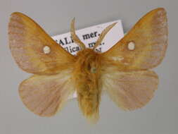 Image of Eastern Eggar