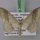 Image of <i>Idaea gelbrechti</i>