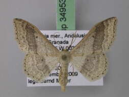 Image of <i>Idaea gelbrechti</i>