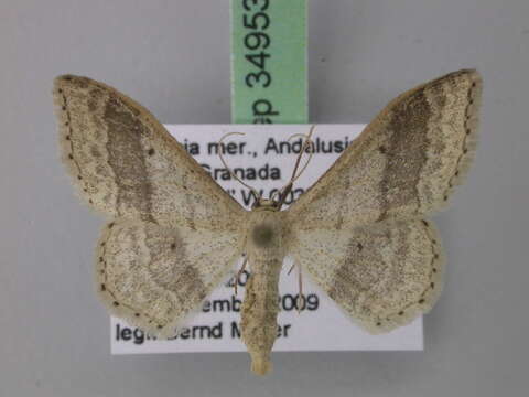 صورة <i>Idaea gelbrechti</i>