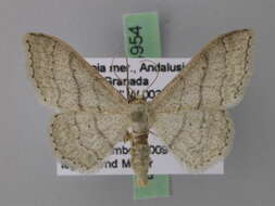 Image of <i>Idaea gelbrechti</i>