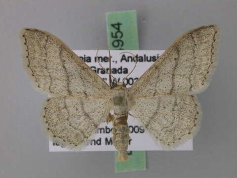 Image of <i>Idaea gelbrechti</i>