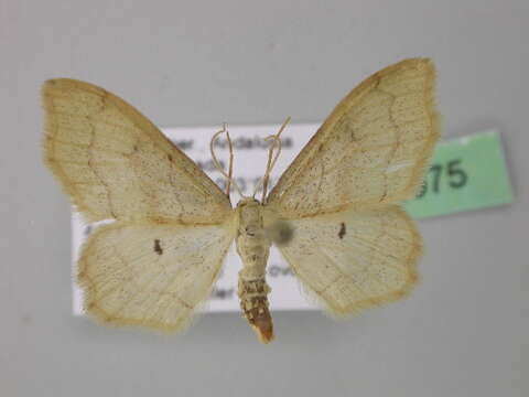 صورة <i>Idaea simplicior</i>