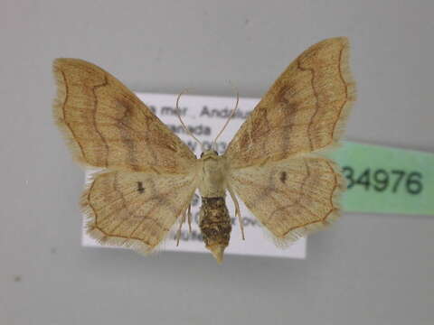 Image of <i>Idaea simplicior</i>