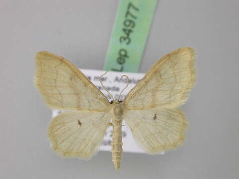 Image of <i>Idaea simplicior</i>