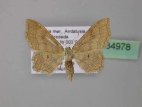 Image of <i>Idaea simplicior</i>