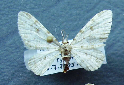 Image de Eupithecia nachadira Brandt 1941