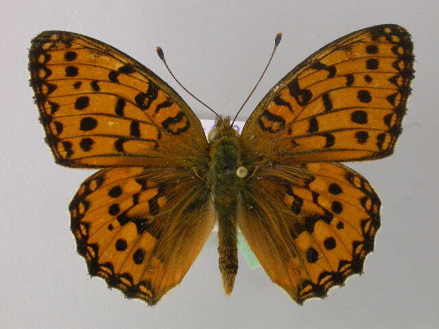 Image of Argynnis aglaja