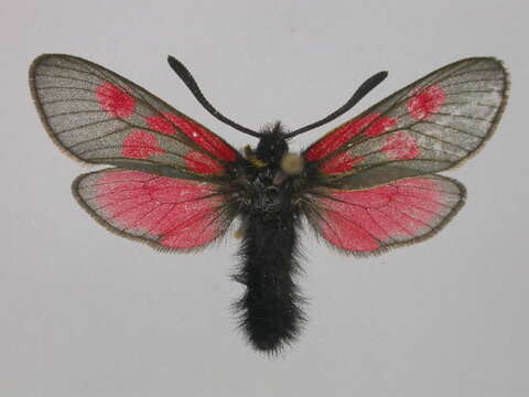 Image of Zygaena exulans Reiner & Hohenwarth 1792