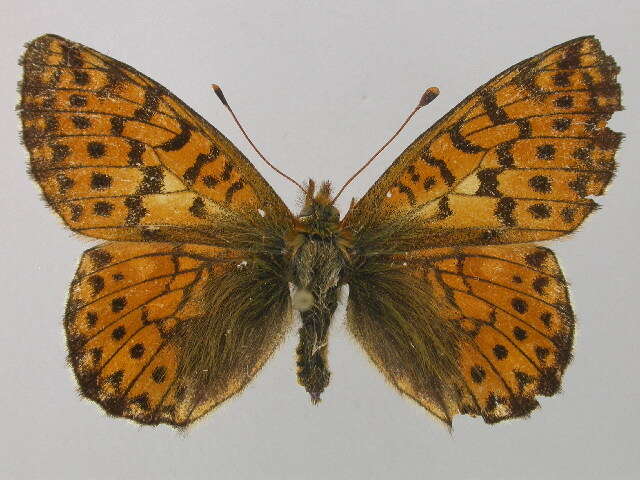 Image of Mountain Fritillary