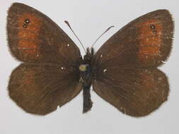 Image of Silky Ringlet