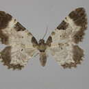 Image of <i>Melanthia alaudaria</i>