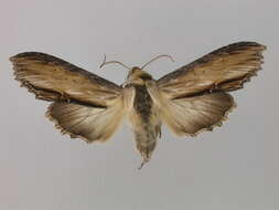 Image of <i>Shargacucullia lychnitis</i>