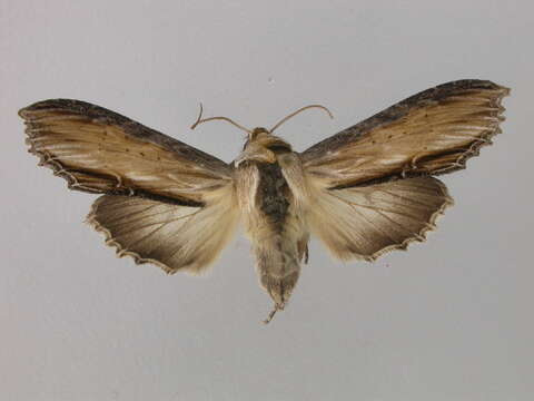 Image of <i>Shargacucullia lychnitis</i>