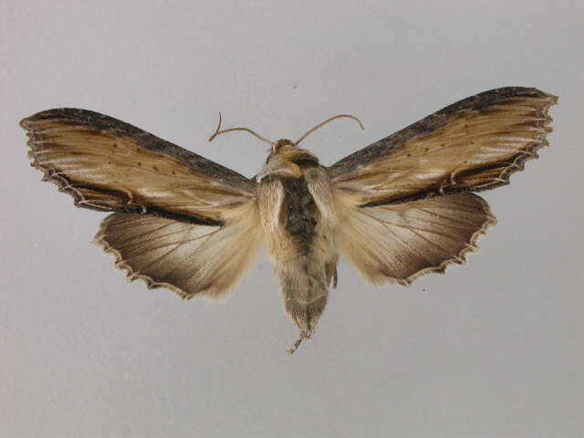 Image of <i>Shargacucullia lychnitis</i>